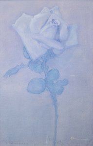 Beyaz gül by Piet Mondrian