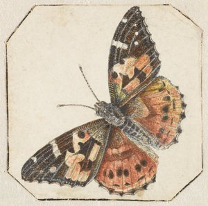Saka kuşu (Vanessa cardui) by Pieter Barbiers (possibly)
