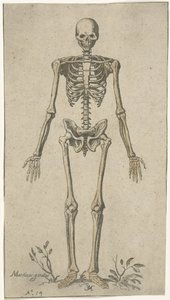 Önden görülen erkek iskeleti Anatomik çalışmalar (dizi adı)