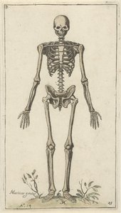 Önden görülen erkek iskeleti Anatomik çalışmalar (dizi adı)