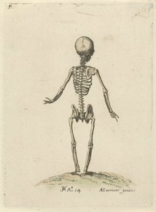Arkadan görülen iskelet Anatomik çalışmalar (dizi adı)