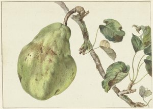 bir dal üzerinde armut by Pieter Gevers