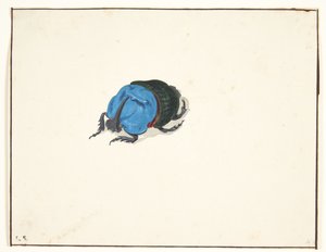 Bir gergedan böceği (scarabaeidae)