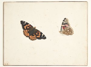 Devedikeni kuşunun iki çalışması (vanessa cardui l.)