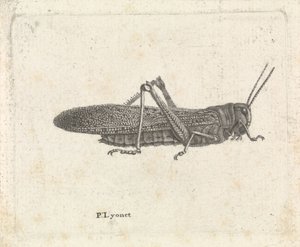 Çekirge by Pieter Lyonet