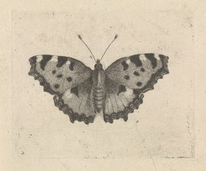 Kelebek by Pieter Lyonet