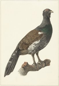 Auerhaan by Pieter Pietersz. Barbiers