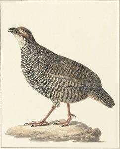Çin francolin (Excalfactoria chinensis)