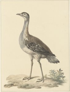 Denhams tuzağı (Neotis denhami)