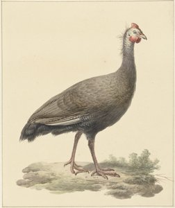 Helmparelhoen by Pieter Pietersz. Barbiers