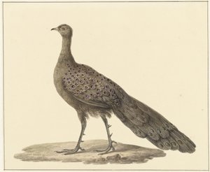 Spiegelpauw by Pieter Pietersz. Barbiers