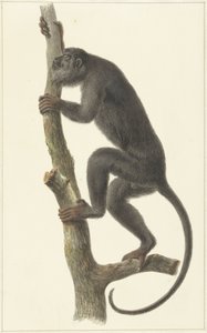 Kara uluyan maymun (Paraguay)