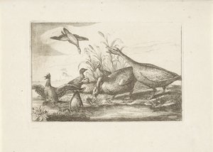 Eenden en ganzen Verschillende vogels (seri başlığı) Farklı kuşların en mükemmel şekilleri (...) (dizi başlığı) by Pieter Schenk (I) (attributed to)