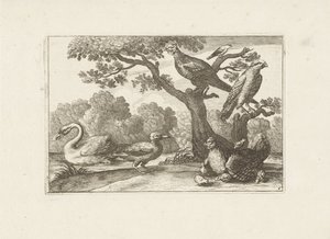 Kip bir araya geldi kuikens en andere vogels Verschillende vogels (seri başlığı) Farklı kuşların en mükemmel şekilleri (...) (dizi başlığı) by Pieter Schenk (I) (attributed to)