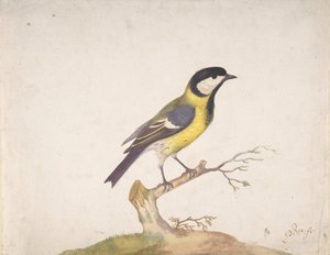 Bir Dalda Tünemiş Büyük Baştankara Parus binbaşı, 1670-93.