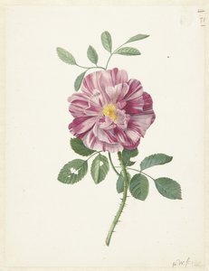 Galya Gülü (Rosa gallica L. 'Versicolor')