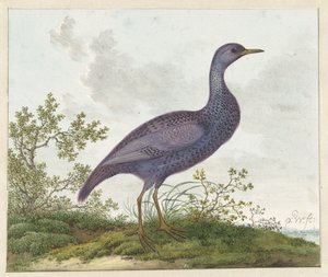 Benekli Crake (Porzana porzana) ?