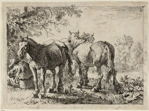  by Pieter van Laer