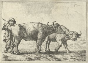  by Pieter van Laer