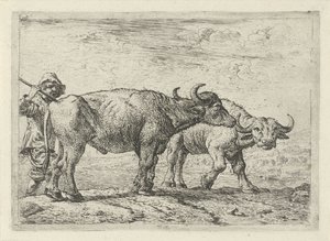  by Pieter van Laer
