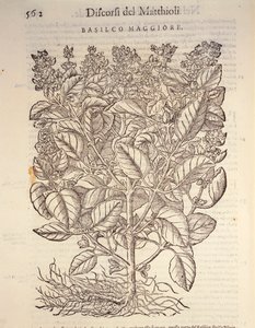Fesleğen (ocymum basilicum), Pier Andrea Mattioli tarafından gravür by Pietro Andrea Mattioli