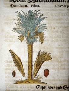Botanik tahtası: Hurma ağacı - “” herbarium mattioli”” içinde.