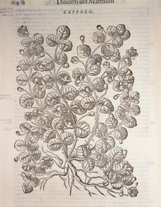 Kapari çalısı (Capparis spinosa), Pier Andrea Mattioli tarafından gravür by Pietro Andrea Mattioli