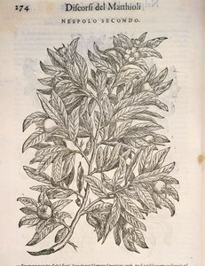 Ortak Medler (MSPilus Germanica), Pierre Andrea tarafından gravür by Pietro Andrea Mattioli