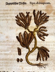 Etiyopya biberi. Gravür - Pietro Andrea Mattioli (Matthiole) (1500-1577). Frankfurt by Pietro Andrea Mattioli