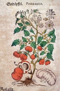 Herbaryum: Bir domates bitkisini (Caulis floridus) temsil eden botanik planoma aureche. Gravür "Kreutterbuch Des Hochgelehrten unnd weitberuhmten Herrn D. Petri Andrea Matthioli"" Pietro Andrea Mattioli (Matthiole)
