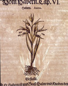 Herbaryum: yulaf. Gravür - Pietro Andrea Mattioli (Matthiole) tarafından “” Kreutterbuch Dess çok bilgili ve tanınmış Bay D. Petri Andreae Matthioli”” içinde by Pietro Andrea Mattioli