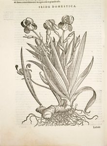 İris (Yerli iris), Pier Andrea Mattioli tarafından gravür