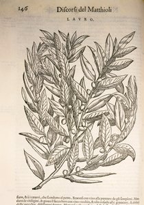 Laurel (Laurus), Pier Andrea Mattioli tarafından gravür