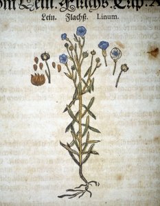 Lin veya Linum - “” Herbaryum Mattioli””de. by Pietro Andrea Mattioli