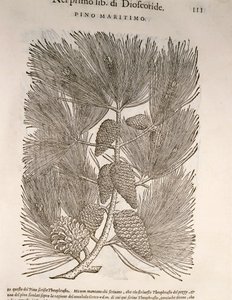 Deniz Çamı (Pinus pinaster), Pier Andrea Mattioli tarafından gravür by Pietro Andrea Mattioli