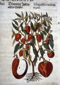 Biber veya Siliquaftri varietas tripleks - “” Herbier Mattioli””de