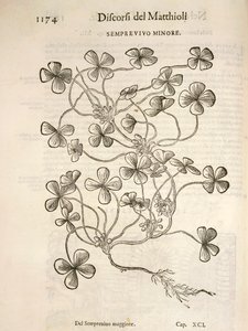 Sempervivum (Küçük houseleek), Pier Andrea Mattioli tarafından gravür by Pietro Andrea Mattioli
