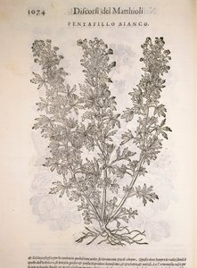 Silverweed (Potentilla alba), Pier Andrea Mattioli tarafından gravür by Pietro Andrea Mattioli