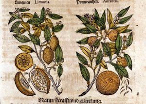 Narenciye. Portakal ve limon ağacı. Gravür - Pietro Andrea Mattioli (Matthiole) (1500-1577). Frankfurt