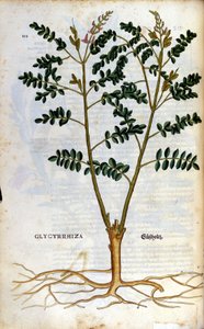 Meyankökü. Gravür - Pietro Andrea Mattioli (Matthiole) (1500-1577). Frankfurt by Pietro Andrea Mattioli