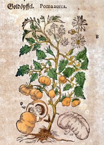 domates. Gravür - Pietro Andrea Mattioli (Matthiole) (1500-1577). Frankfurt