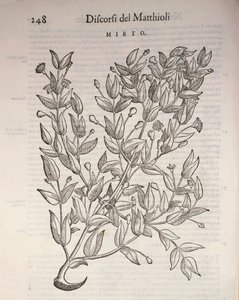 Gerçek Myrtle (Myrtus communis), Pier Andrea Mattioli tarafından gravür
