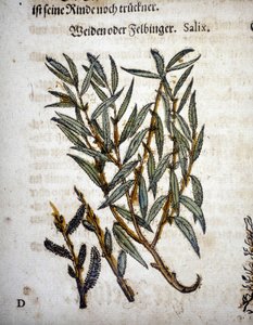 Söğüt Dalı - “” Herbarium mattioli”de” by Pietro Andrea Mattioli