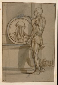 Ms Hunter 653 Plaka XVI, Anatomik çizim, c.1610 (kağıt üzerine kurşun kalem ve tebeşir) by Pietro da Cortona