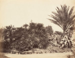 Pincian Bahçesi, Roma, 1853-56. by Possibly by Jane Martha St. John.