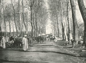Arap panayırı ve pazarı, Boufarik, Cezayir, 1895.