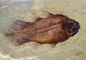 Karbonifer coelacanth'ın fosil ayak izi (nesne) by Prehistoric Prehistoric