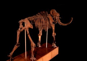 Tarih öncesi, dinozor: mamut iskeleti, Paris, doğa tarihi müzesi by Prehistoric Prehistoric