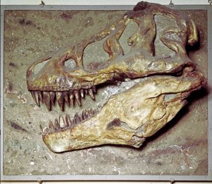 Tarih Öncesi: Dinozor kafatası Tyrannosaurus rex (T Rex veya tyrannosaur). Kretase dönemi. Sivil Tarih Müzesi, Milano by Prehistoric Prehistoric