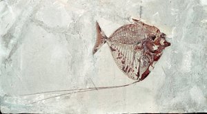 Tarih Öncesi: Bolca Dağı (İtalya) bölgesinden Mene Rhombea balık fosili. Eosen dönemi. Museo civico di storia naturale, Milano by Prehistoric Prehistoric